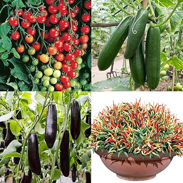 Amazon.co.jp 人気ギフトランキング: 野菜の苗 で、ギフトの設定を使用